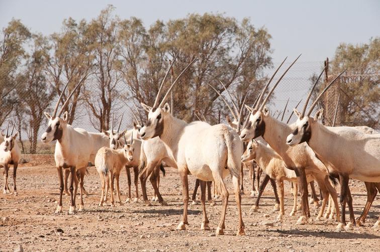 Shoumari Wildlife Reserve Landscape